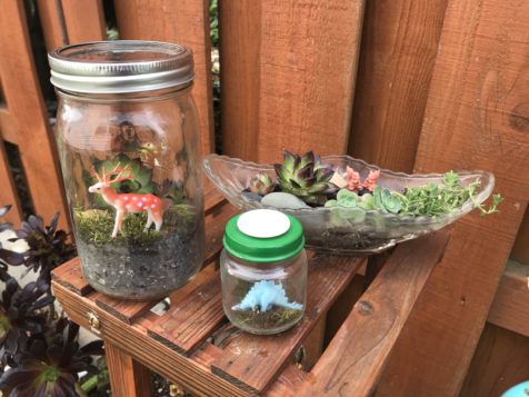 recycled-jar-terrariums-1